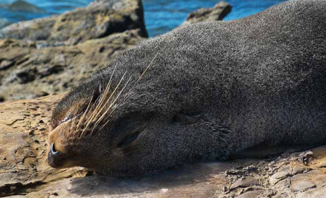 rencontre avec les otaries