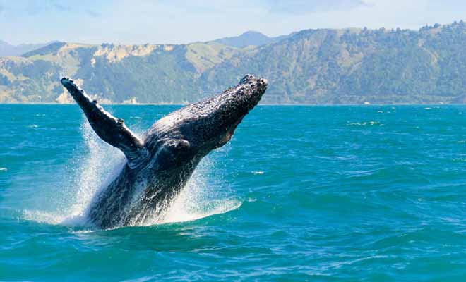 une femme en kayak rencontre une baleine