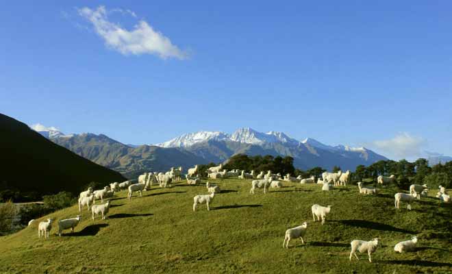 rencontre en nouvelle zelande