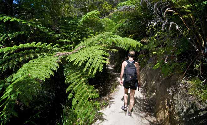 Le sentier de l'Abel Tasman Coast Track alterne passages en forêt et plages de sable fin orangé. L'intégralité du parcours couvre 55 km sur 3 à 5 jours de randonnée !