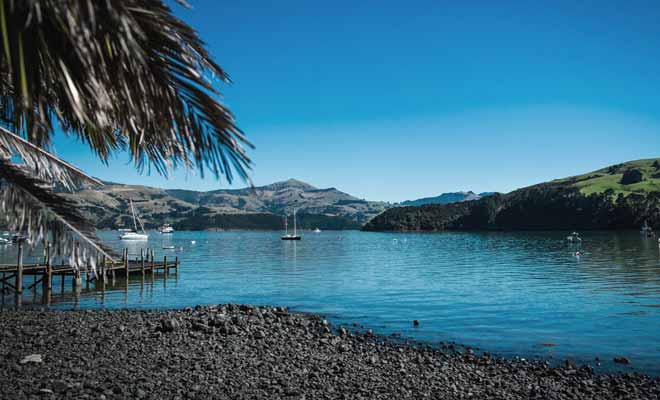 Le petit village français d'Akaroa n'est pas le seul centre d'intérêt de la Péninsule de Banks. Non loin de Christchurch il est possible de partir nager avec les dauphins. La compagnie Black Cat organise des sorties en mer qui permettent d'observer ou de rejoindre les mammifères marins dans l'eau.