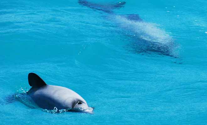 Plus petit dauphin du monde (seulement 140 cm), le dauphin d'Hector est une espèce endémique de Nouvelle-Zélande. On le rencontre essentiellement au large de l'Île du Sud.