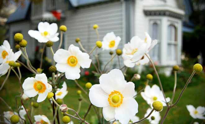 Le village d'Akaroa compte moins de 600 habitants mais accueille de nombreux vacanciers durant les mois d'été. Malgré cela, le village demeure paisible.