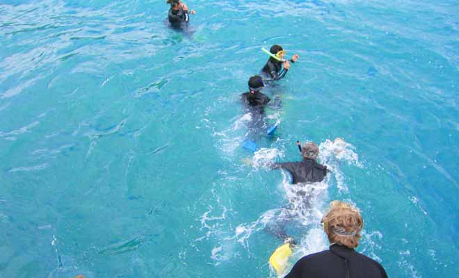 Rien n'est plus agréable que de se baigner en compagnie des dauphins. Mais vous devrez porter une combinaison car l'eau est fraiche au large de l'Île du Sud.