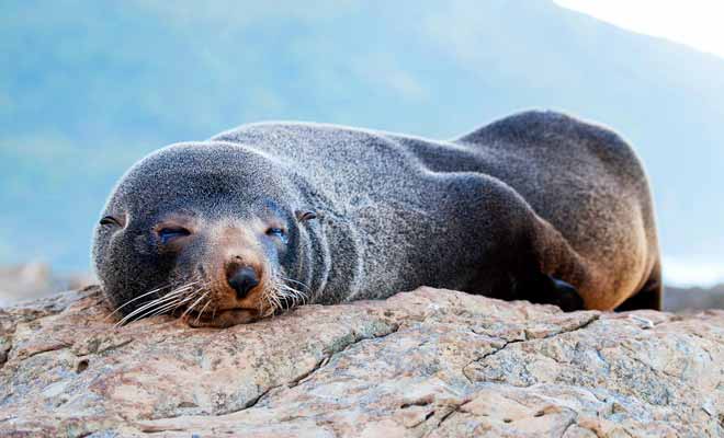Des excursions en bateau font le tour de la péninsule. Vous pourrez observer les otaries à fourrure qui vivent sur les rochers.