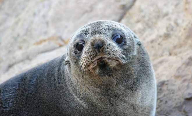 Les colonies d'otaries à fourrure sont faciles à repérer sur les rochers ou les plages de l'Île du Sud (notamment au Milford Sound et dans les Catlins).