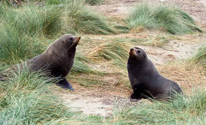 Les otaries peuvent sembler inoffensives avec leurs grands yeux expressifs, mais ces animaux marins sont capables de se défendre s'ils se sentent en danger.