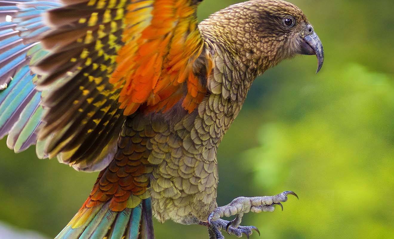 Vous rencontrerez le Kea sur les parkings du Fiordland ou de la West Coast ainsi qu'en randonnée sur les flancs du mont Cook.