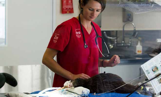Parce que l'espèce tout entière est menacée, les kiwis blessés sont pris en charge et soignés par des vétérinaires compétents.