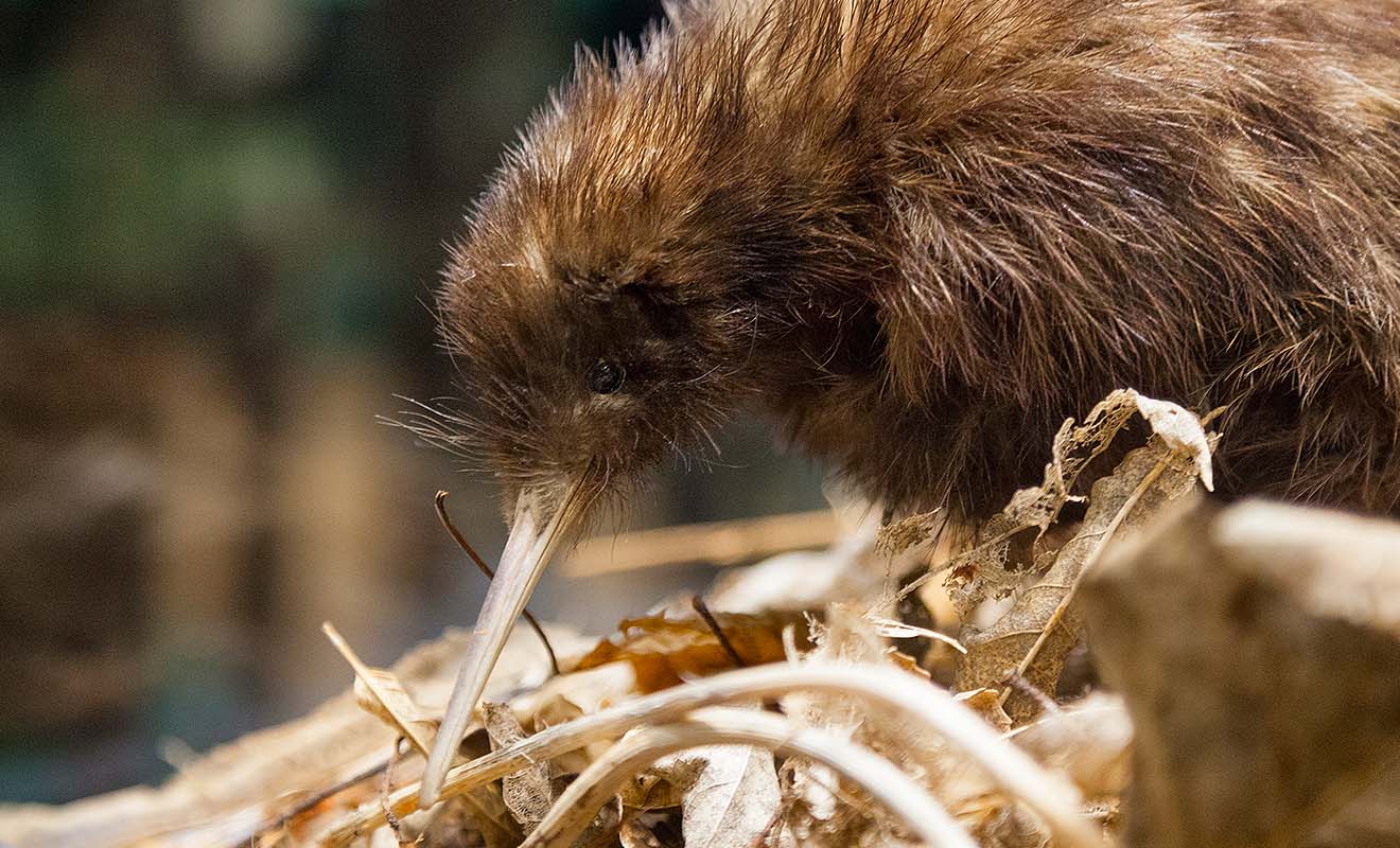L'absence de prédateurs a dissuadé le Kiwi de voler, et la loi de l'évolution lui a fait perdre ses ailes. Avec son long bec, il fouille la terre à la recherche de vers de terre.