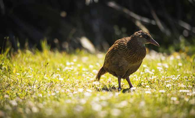 Le weka est un oiseau sans ailes que l'on confond parfois avec le Kiwi bien que leur becs soient totalement différents. Le Weka a surtout très mauvais caractère et se montre batailleur même avec ceux de son espèce.