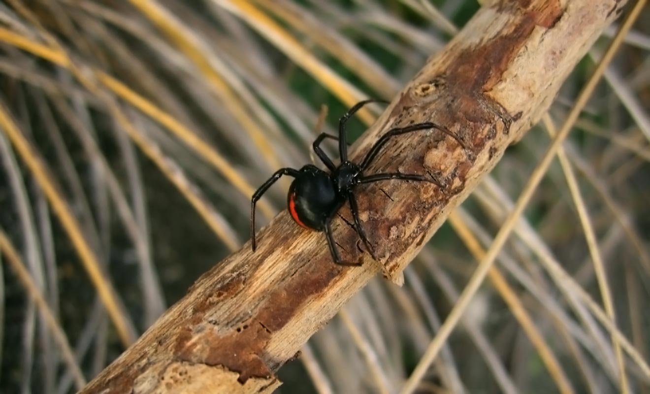 L'araignée katipo est tellement rare que les chances d'être piqué par elle sont infimes. Le dernier décès lié à cette espèce en voie d'extinction date du 18e siècle !