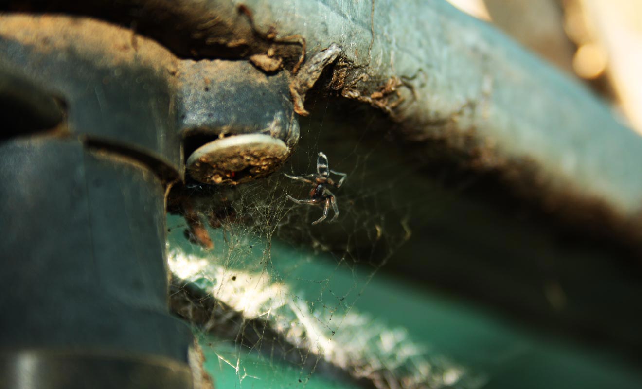 Il n'existe que deux espèces d'araignées venimeuses en Nouvelle-Zélande. La White Tailed Spider a débarquée d'Australie dans les bagages des premiers colons.