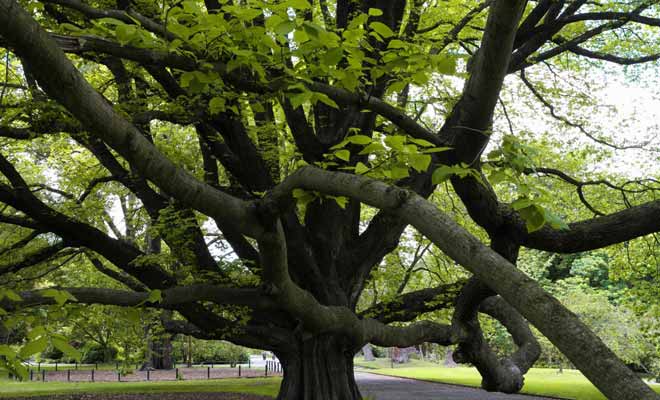 Les dimensions des branches ont de quoi surprendre les visiteurs. Pourtant, ce type d'arbre se retrouve même en ville dans les jardins publics comme celui de Christchurch.