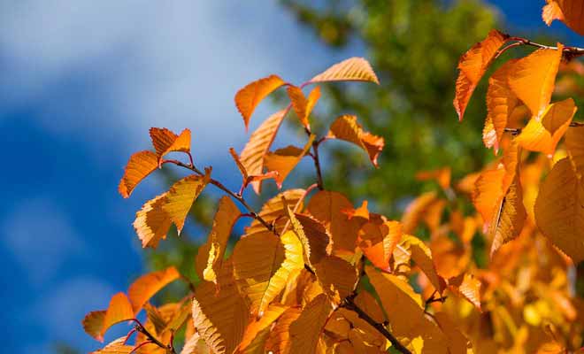 C'est à l'automne que le village est le plus beau, quand les feuilles des arbres deviennent orange avant de tomber.