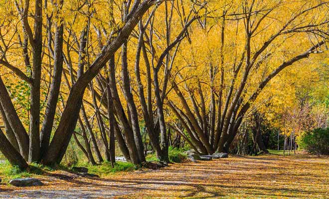 Une grande partie de la promenade se fait à l'abri du soleil sous les arbres.