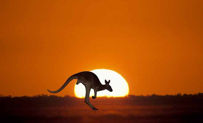 Le kangourou est inévitablement associé au continent australien.