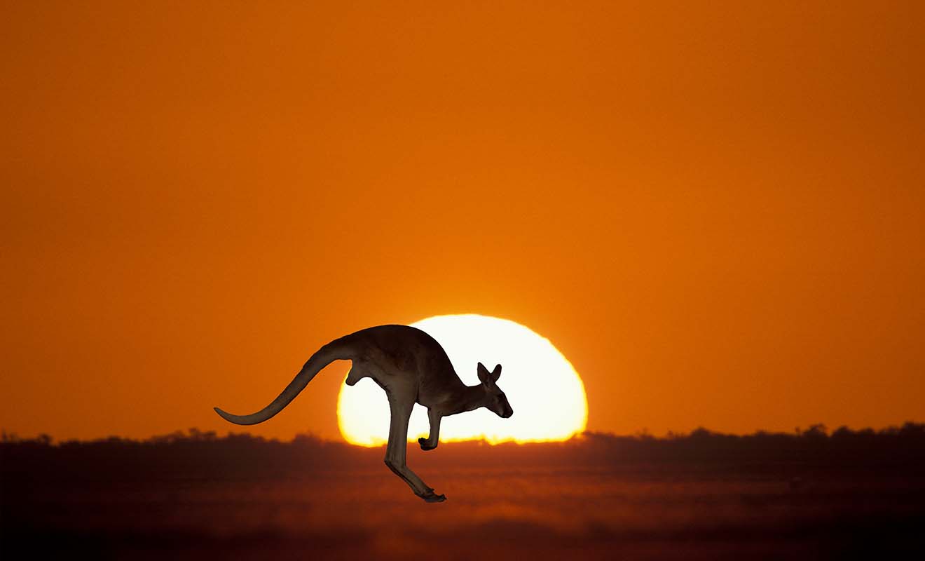 Le kangourou est inévitablement associé au continent australien.