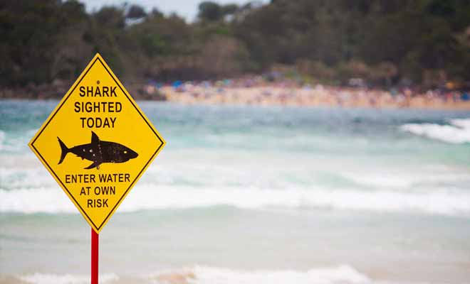 Vous remarquerez parfois des panneaux de plage qui signalent la présence de requins.