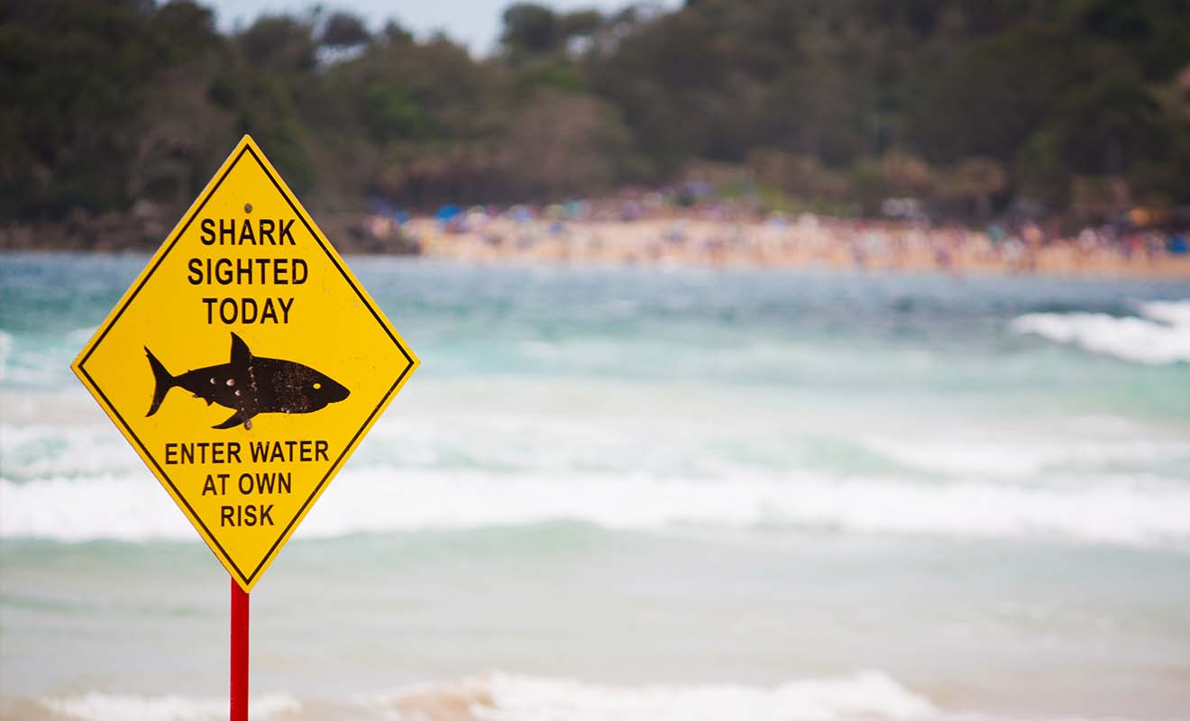 Vous remarquerez parfois des panneaux de plage qui signalent la présence de requins.