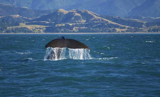 Il n'y a pas de saisons idéales pour observer les baleines en Nouvelle-Zélande, car elles sont présentes toute l'année dans la péninsule de Kaikoura, au large de l'Île du Sud.