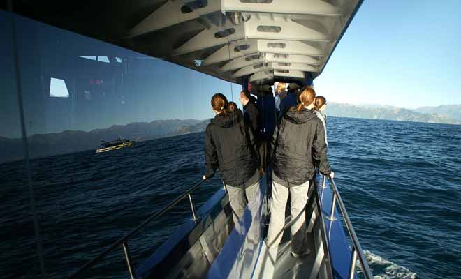 Les baleines qui remontent vers le nord du pays passent par Kaikoura et son immense canyon sous-marin ou la nourriture abonde. Par conséquent, vos chances d'admirer les plus gros mammifères de la planète sont optimales toute l'année.