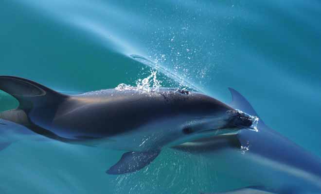De nombreuses sorties permettent d'observer des dauphins. Vous pourrez même enfiler un masque à tuba et nager en leur compagnie.