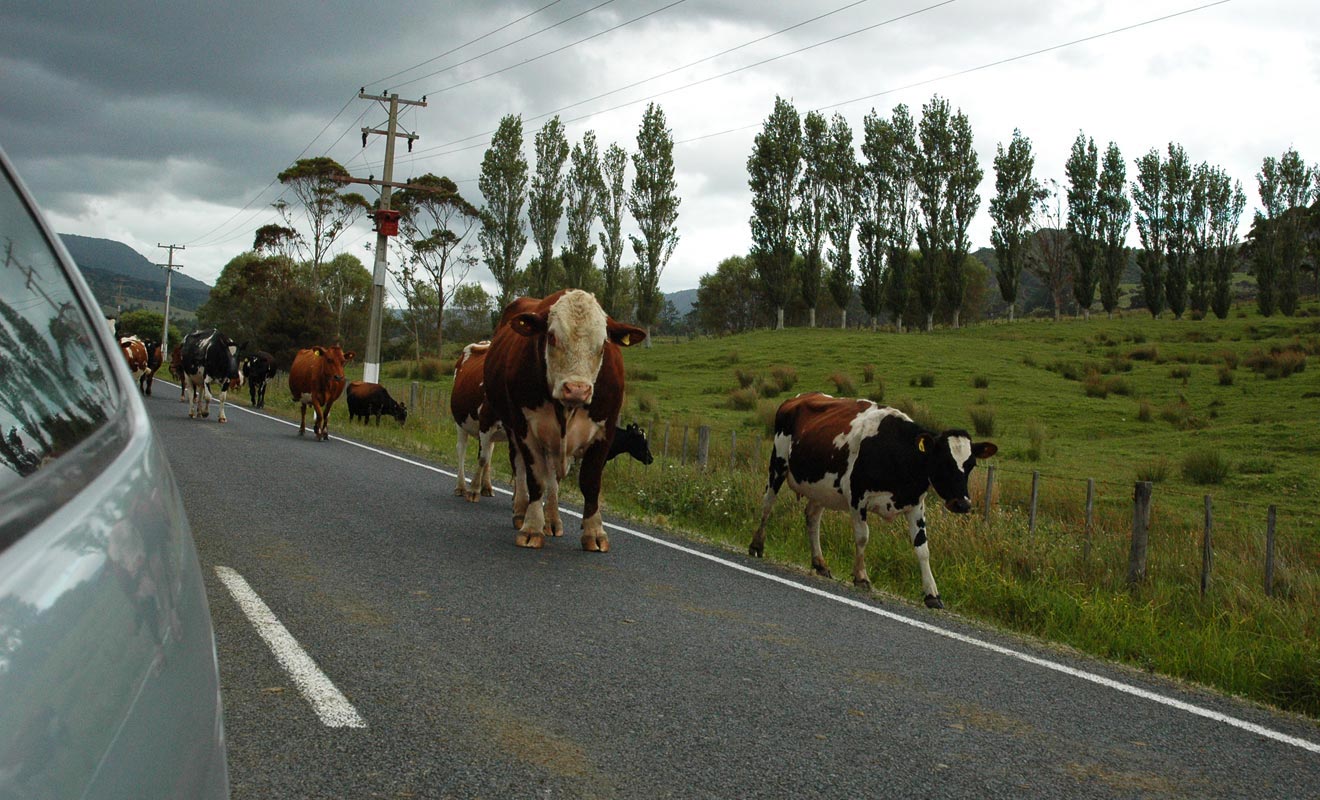 Vous serez parfois contraint de ralentir ou de vous arrêter pour laisser passer un troupeau de mouton ou de vaches laitières.
