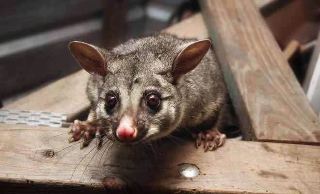 Ce petit marsupial semble bien inoffensif, mais il ravage les forêts et transmet la rage au bétail.