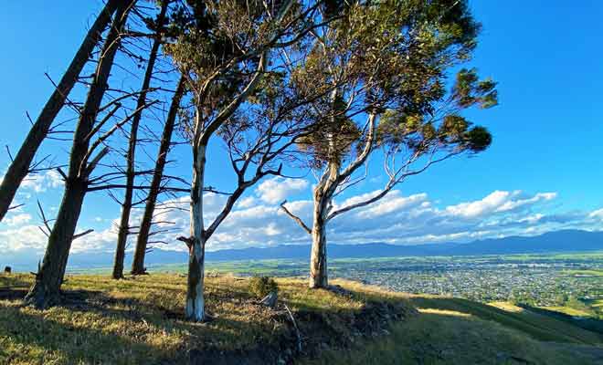 L'essentiel de la végétation est constitué d'herbes hautes et de tussack, mais l'on trouve aussi quelques arbres à Wither Hills.