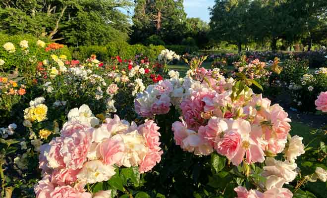 Une grande variété de roses sont plantées dans le Centennial Rose Garden.