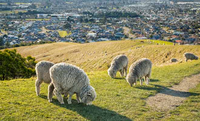 Les moutons se déplacent souvent sur le sentier, alors faites attention où vous mettez les pieds.