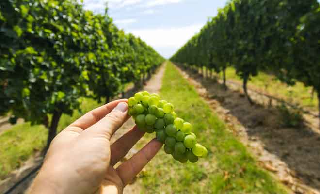 L'irrigation d'une telle quantité de pieds de vigne commence à poser de sérieux problèmes.