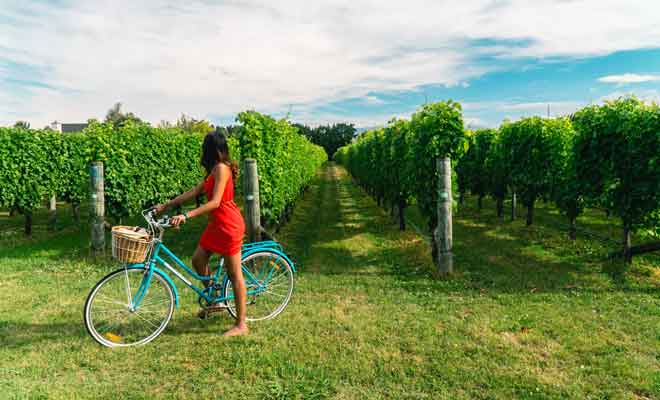 La présence d'un guide n'est pas indispensable si vous demander la carte gratuite des vignobles au i-Site de Blenheim.
