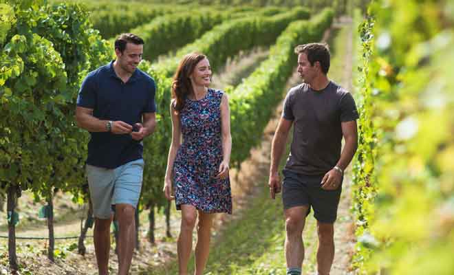Faire la tournée des vignobles avec un guide expert du Marlborough permet d'en apprendre davantage sur la viticulture.