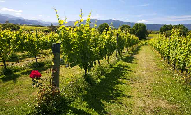 Sauvignon blanc, pinot noir et chardonnay sont les principaux grands crus mis en bouteille dans la Wairau Valley.
