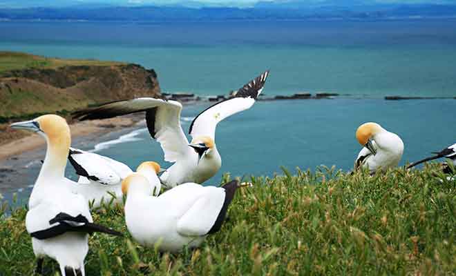 L'Australasian Gannet n'est pas un fou de Bassan, mais un oiseau migrateur cousin.