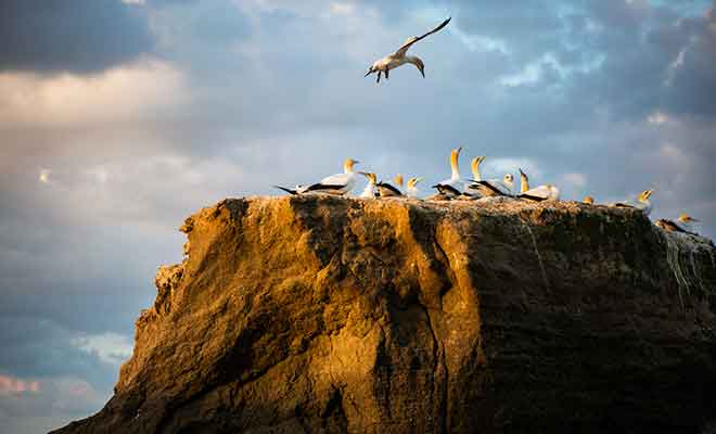 Il faut se tenir à distance de la colonie pour ne pas déranger les oiseaux.