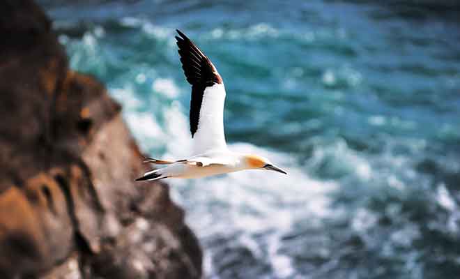 Les Australasian gannets nichent sur les rochers de Cape Kidnappers.