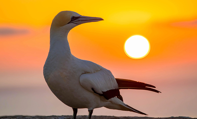 Pour assister au coucher du soleil sur le cap, il faudra impérativement passer par un tour opérateur ou se loger à la ferme.