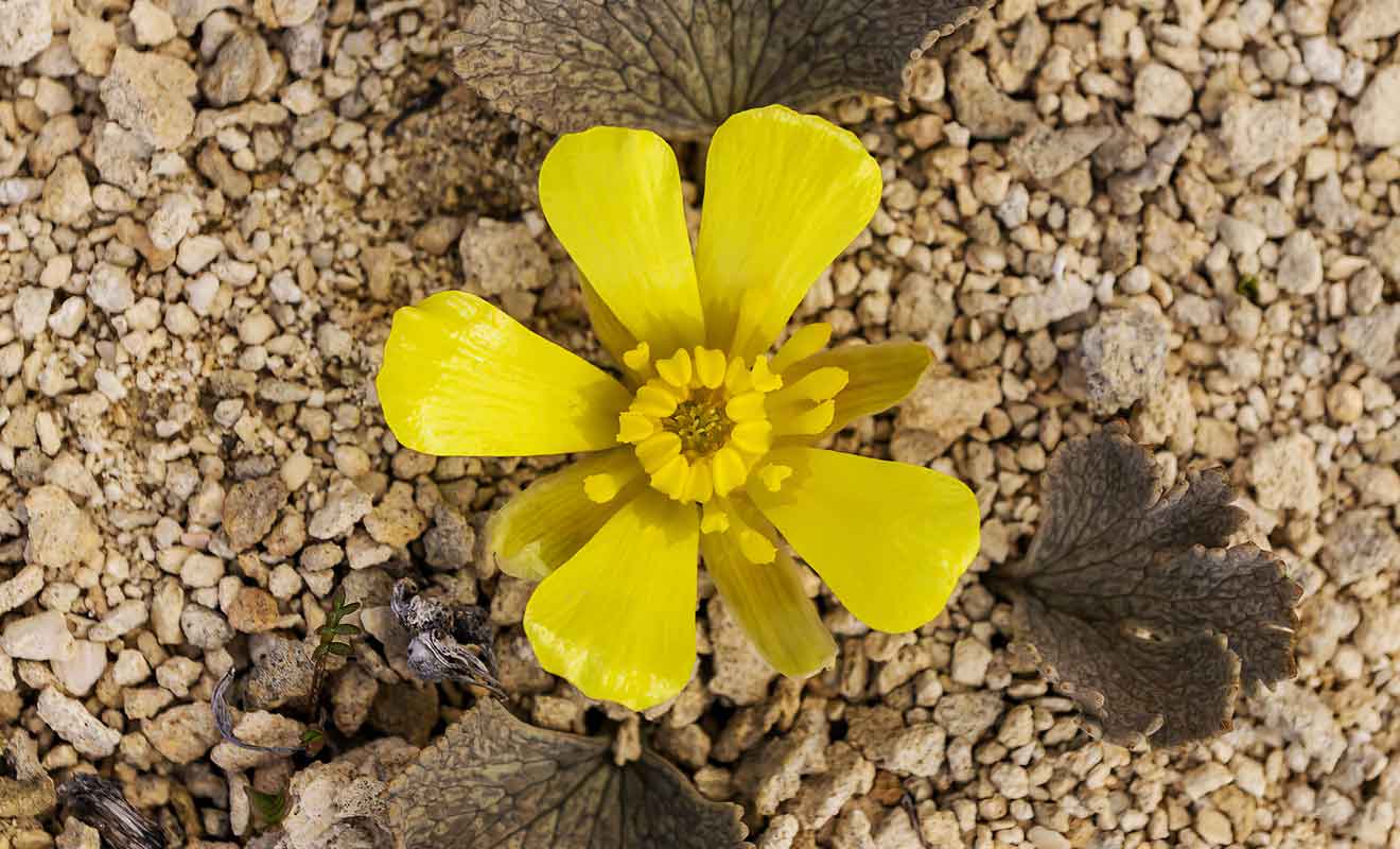 Prenez garde à ne pas cueillir les fleurs dans la plaine.