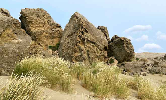 La présence de fossiles dans la roche permet de retracer l'histoire géologique de Castlepoint.