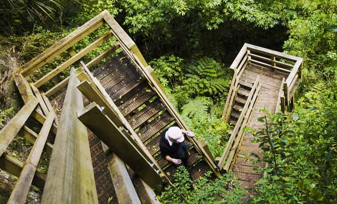 Des escaliers en bois ponctuent la randonnée en forêt et permettent de rejoindre la plage de Cathedral Cove. Hélas, il faudra emprunter ce trajet au retour et la montée sera plus difficile que la descente !