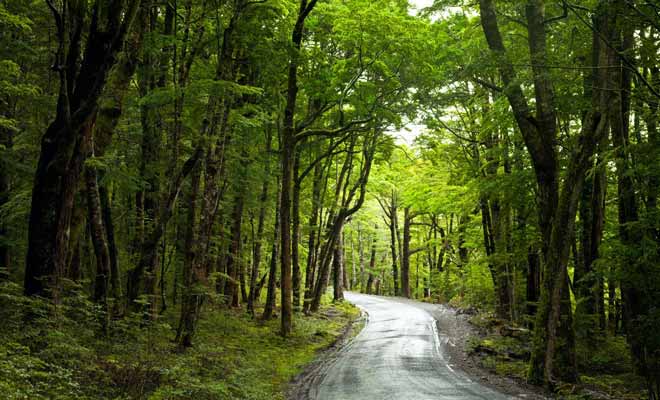 Les arbres qui poussent dans les forêts de l'Île du Nord sont généralement des conifères.