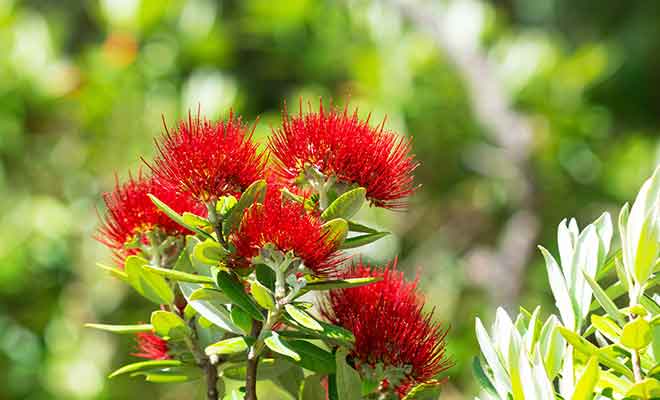 Parce qu'il donne ses fleurs rouges en décembre, le pohutukawa est surnommé l'arbre de Noël par les Néo-Zélandais.