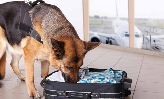 Les chiens de la sécurité de l'aéroport ne cherchent pas tant la drogue que les produits alimentaires non déclarés qui enfreignent les consignes de biosécurité.
