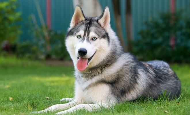 Vous pouvez caresser les Huskies et en apprendre davantage sur l'aide qu'ils apportent aux expéditions de vie dans les grands froids polaires.