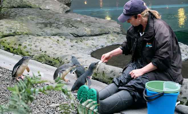 Les manchots du centre de l’Antarctique ont été récupérés et soignés par les vétérinaires du centre.