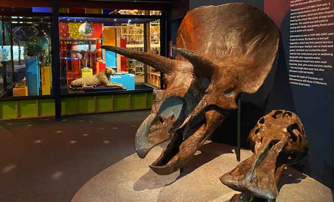 Les autres galeries du Canterbury Museum sont très éclectiques, mais ne sont pas bâclées pour autant.