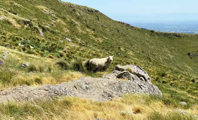 Il faut se munir d'un téléobjectif pour photographier les moutons, car ils se sauvent dès que l'on s'approche.